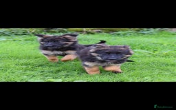 German Shepherd dogs for sale: German Shepherd pups  - Image 9