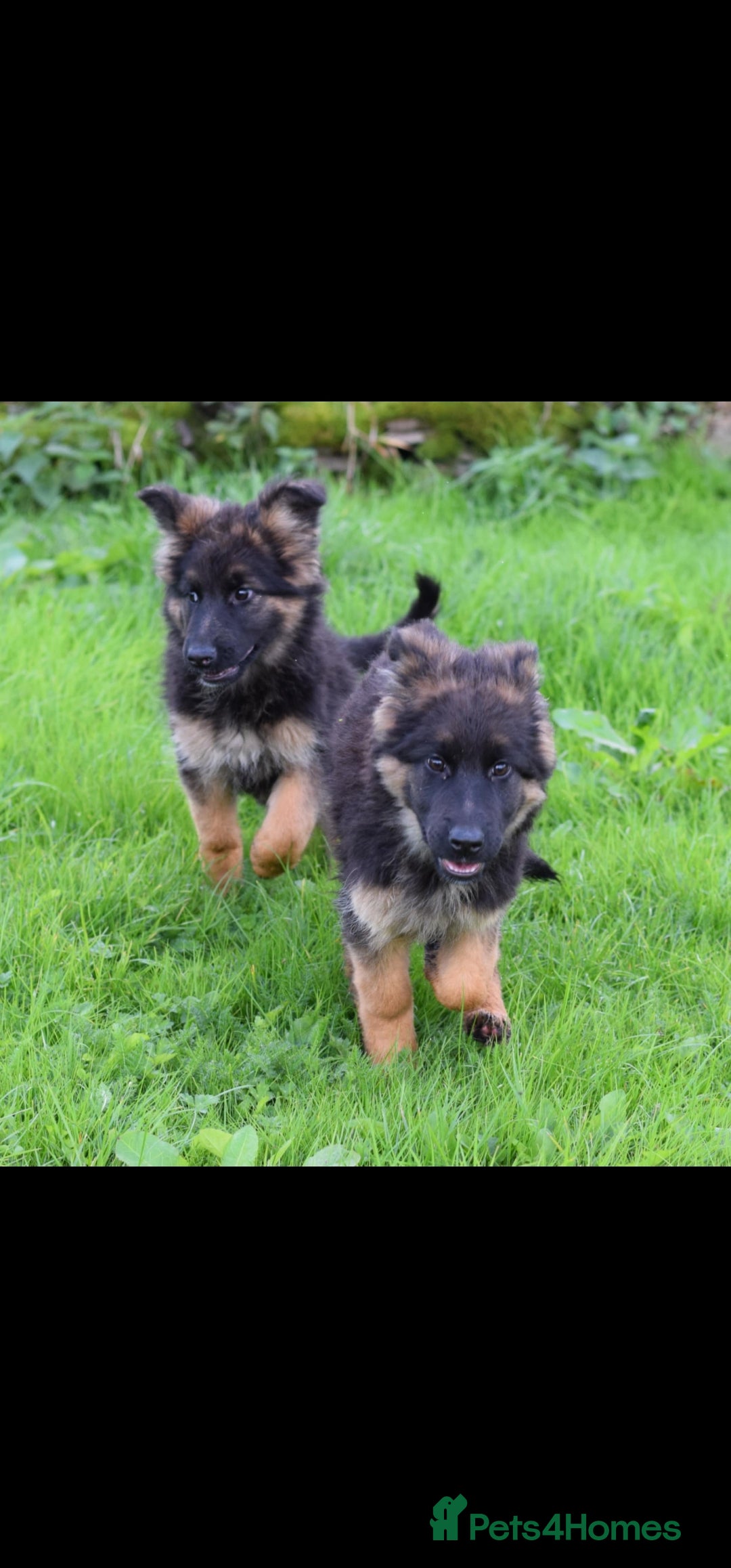 German Shepherd dogs for sale: German Shepherd pups  - Image 9