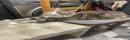 Maine Coon cats for sale: Maine coon cross kittens - Advert 2