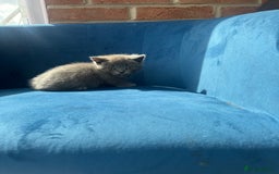 British Longhair cats for sale: British longhair kittens ready for 🏠 now - Image 8