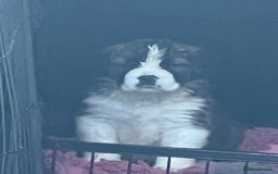 Saint Bernard dogs for sale: KC Registered St. Bernards For Sale! - Image 2