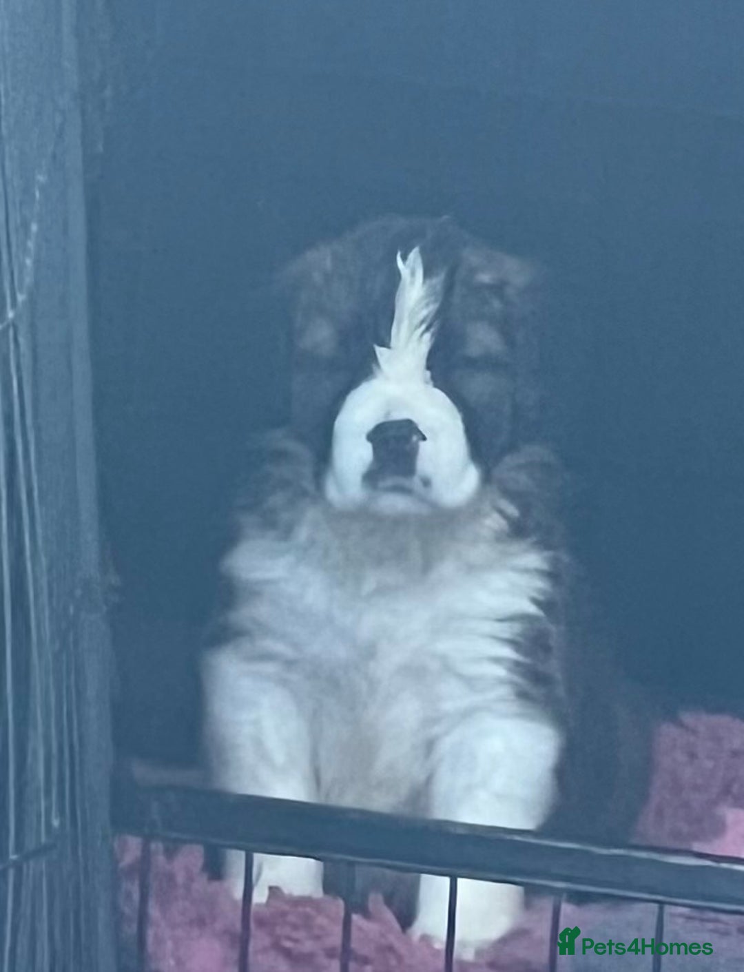 Saint Bernard dogs for sale: KC Registered St. Bernards For Sale! - Image 2