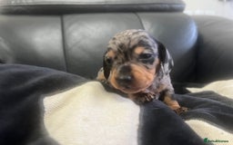 Miniature Dachshund dogs for sale: Champion line miniature Dachshunds KCREG PRACLEAR  - Image 23