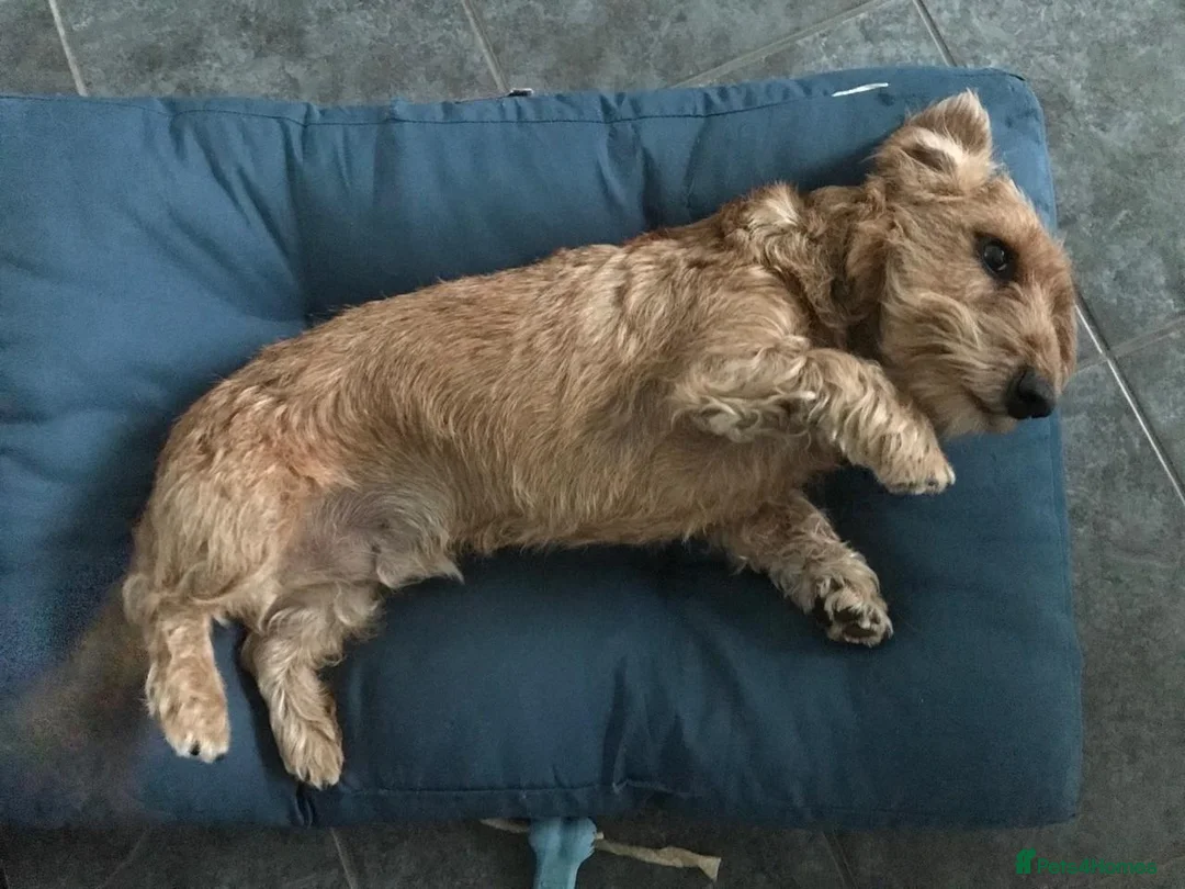 Dachshund dogs for sale: 4yr Old Dachshund for rehoming in Salisbury - Advert 6