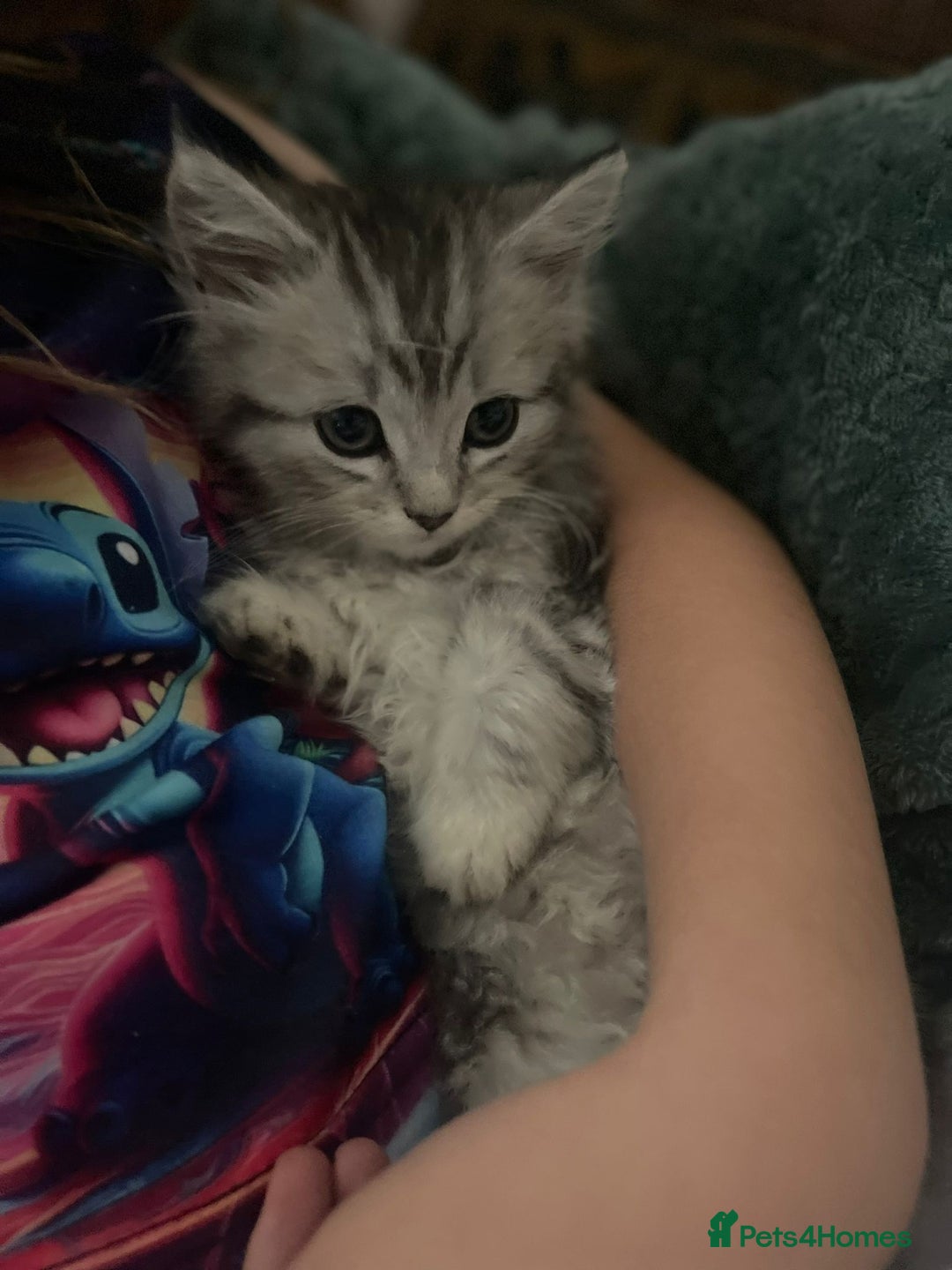 Mixed Breed cats for sale: Beautiful kittens  - Image 12