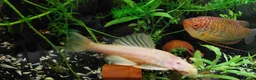 Other/Mixed Breed fish for sale: 10-year established jungle tank due t  in Hove - Advert 13