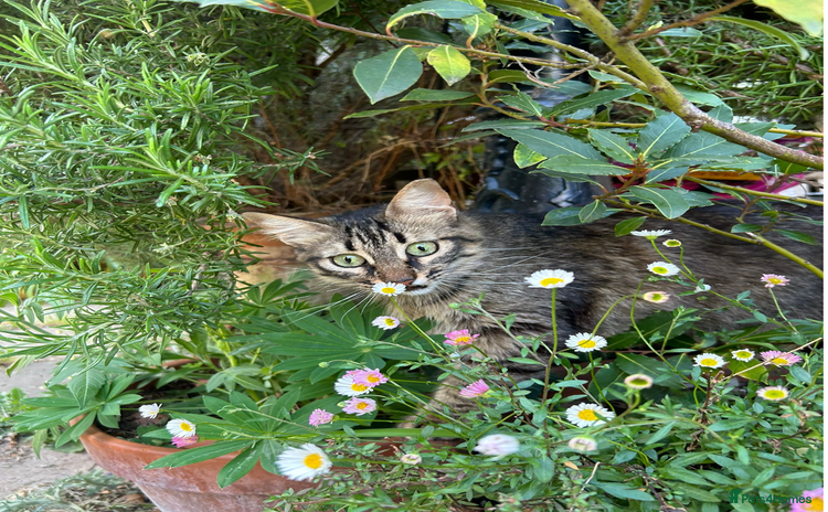 Mixed Breed cats in London - Advert 5