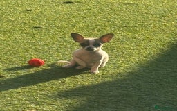 Chihuahua dogs for sale: Daisy  - Image 2