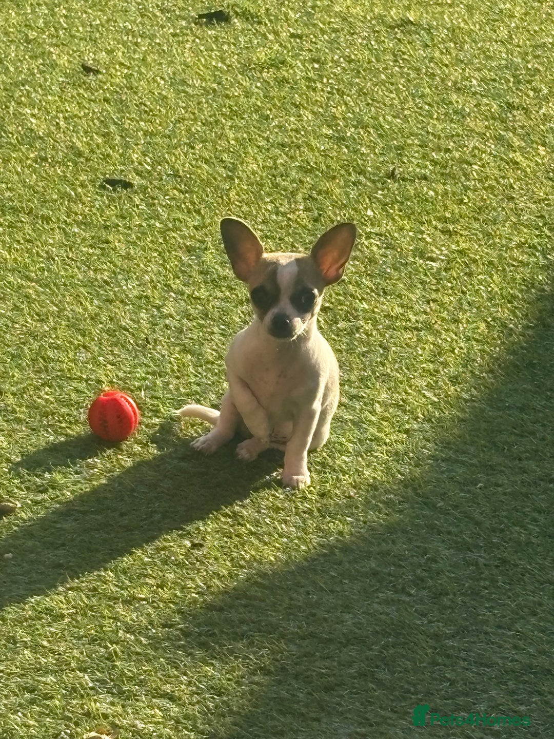 Chihuahua dogs for sale: Daisy  - Image 2