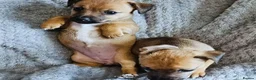 Jack Russell dogs for sale: 4 gorgeous babies - Advert 8
