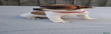 Plummer Terrier 1