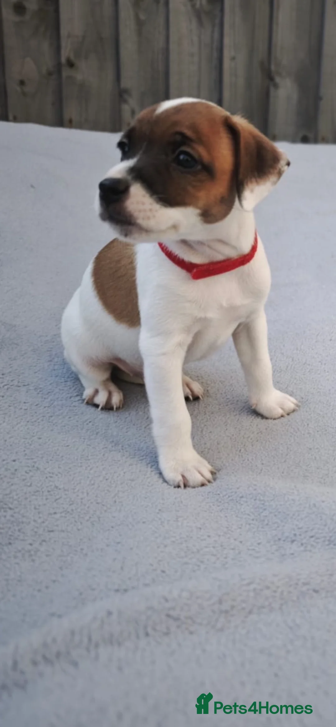 Plummer Terrier dogs for sale: Plummer terrior 1 boy left £450 - Advert 11
