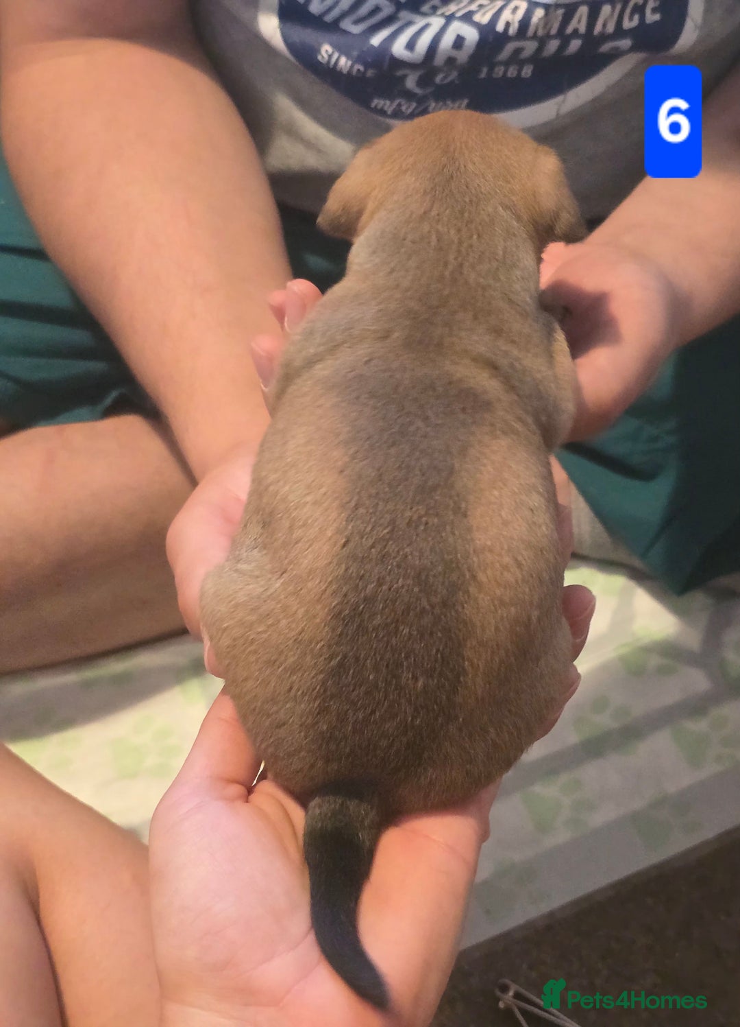 Jack Russell dogs for sale: Jack Russell puppy  - Image 18