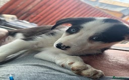 Bearded Collie dogs for sale: Border collies - Image 2