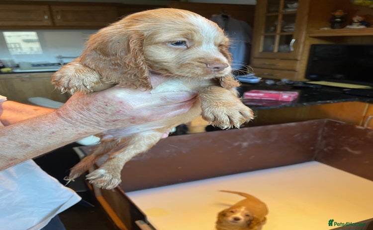 Cocker Spaniel dogs - Advert 13