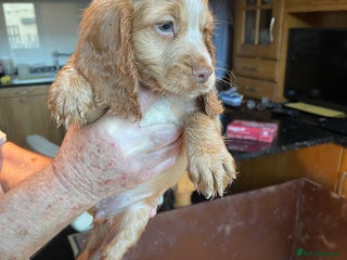 Cocker Spaniel dogs - Advert 1