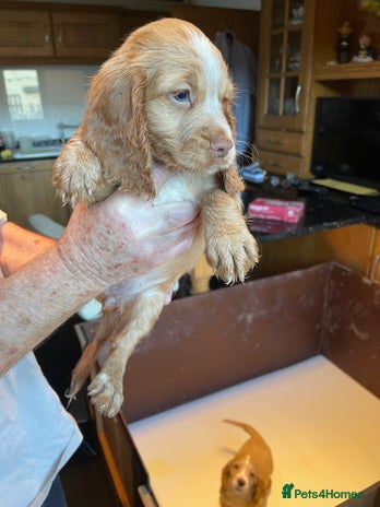 Cocker Spaniel dogs - Advert 1