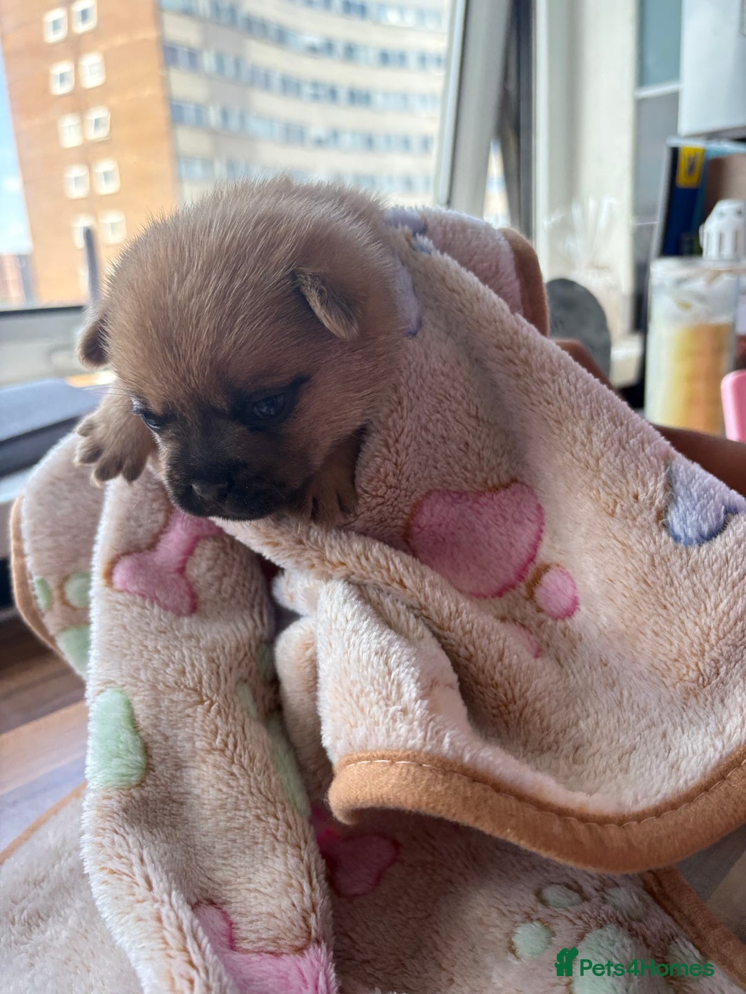 Mixed Breed dogs for sale: FrenchieXPomeranian  - Image 7