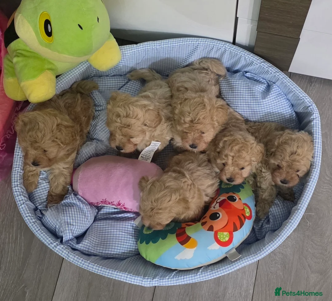 Maltipoo dogs for sale: Maltipoo F1 Toy - Advert 8