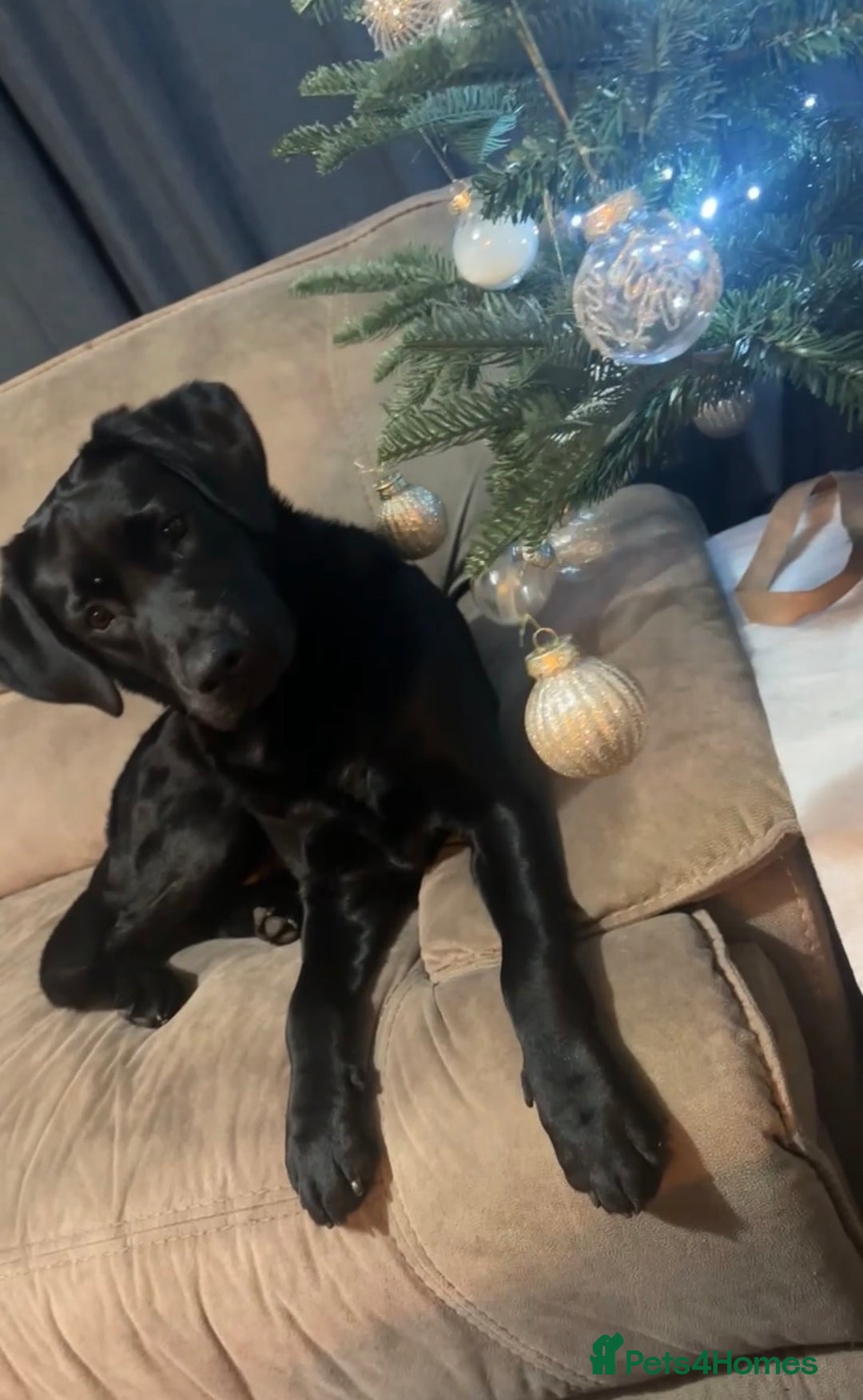 Labrador Retriever dogs for sale: 9 month old female Labrador  - Advert 1