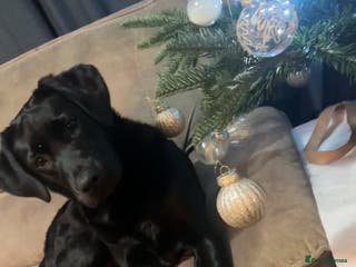 Labrador Retriever dogs 9 month old female Labrador - Advert 16