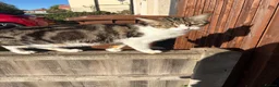 Mixed Breed cats for sale: 3 year old cat looking for a loving home  in Tamworth - Advert 4