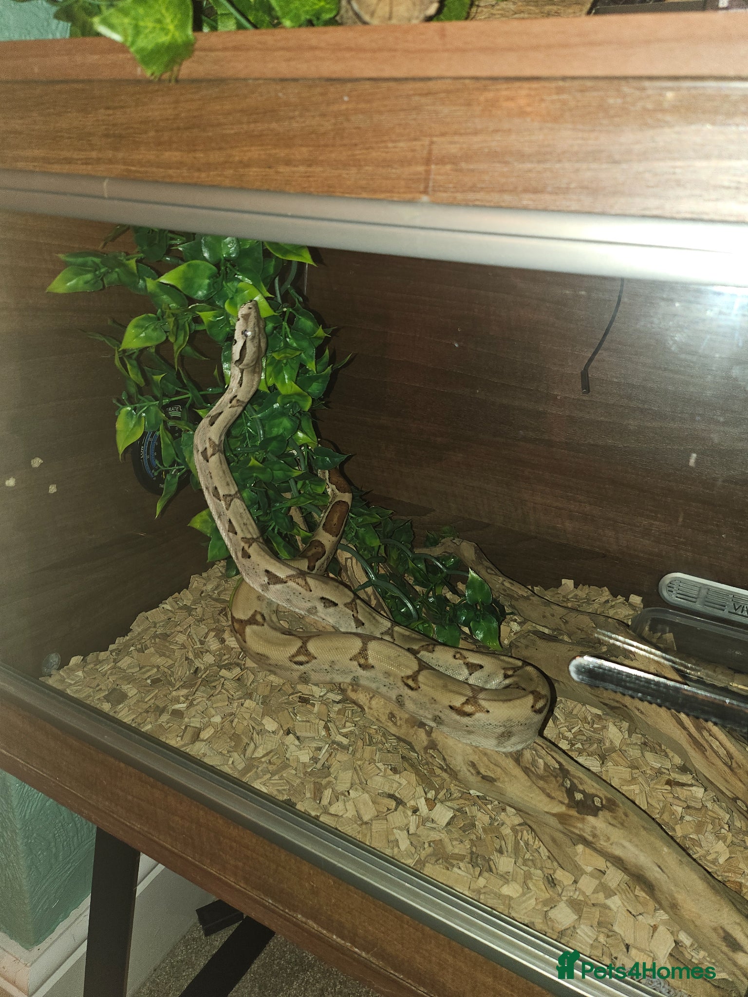 Boa Snake reptiles for sale: 3ft long bia constrictor male in Rugby - Advert 1