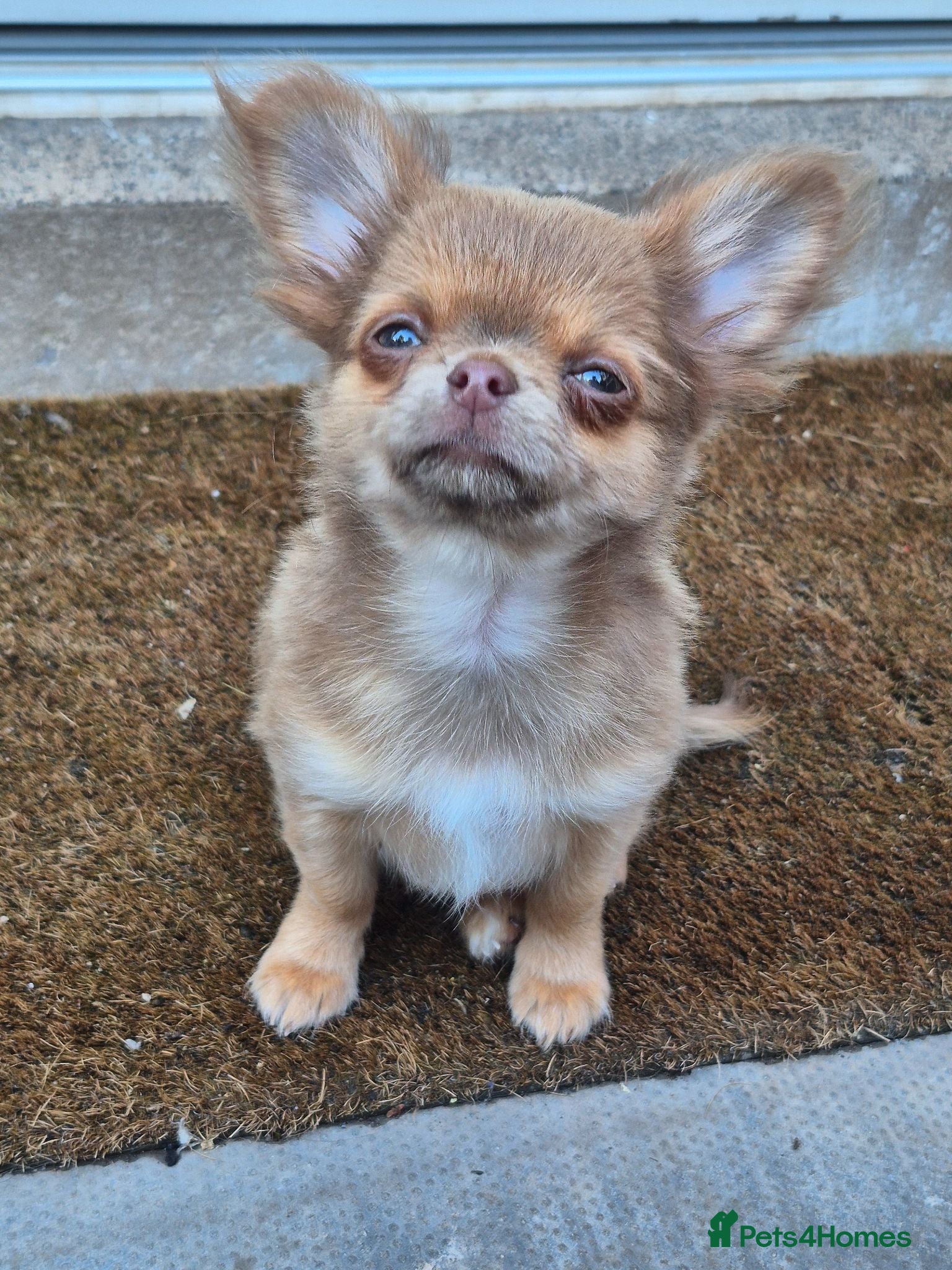 Chihuahua dogs Long haired chihuahua pup - Advert 3