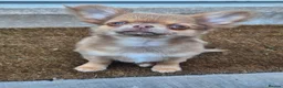 Chihuahua dogs for sale: Long haired chihuahua pup in Wolverhampton - Advert 1