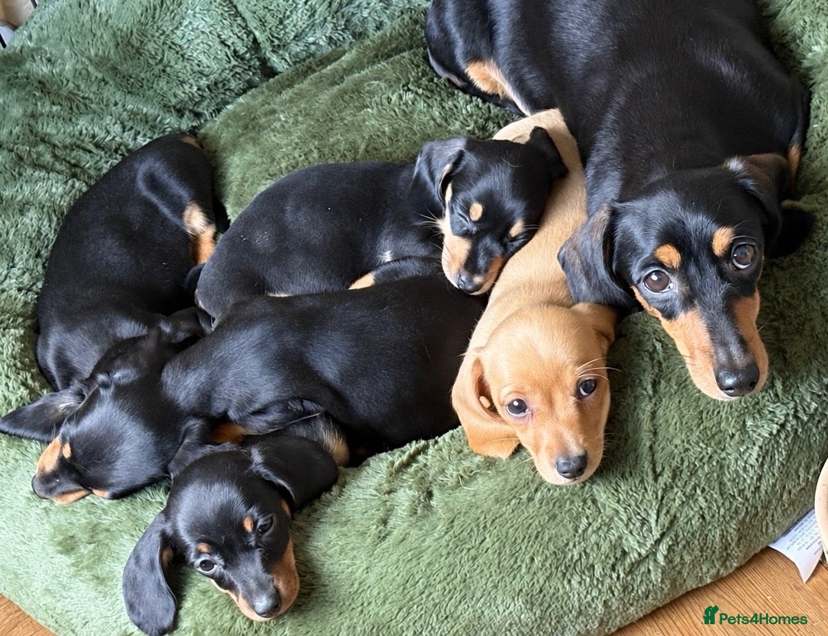 Miniature Dachshund dogs Miniature Smooth Dachshund's  - Advert 1