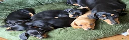 Miniature Dachshund dogs for sale: Miniature Smooth Dachshund's  - Advert 1