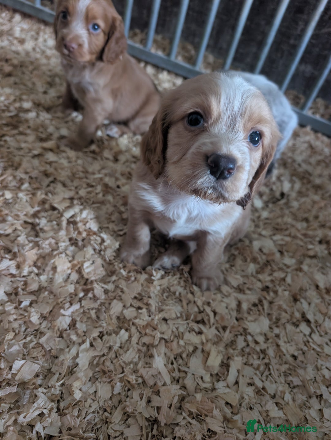 Cocker Spaniel dogs for sale: KC registered working cocker spaniel puppiess.  - Image 1