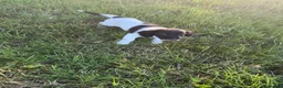 English Springer Spaniel dogs for sale: KC Registered English Springer Spaniel Pups  - Advert 10