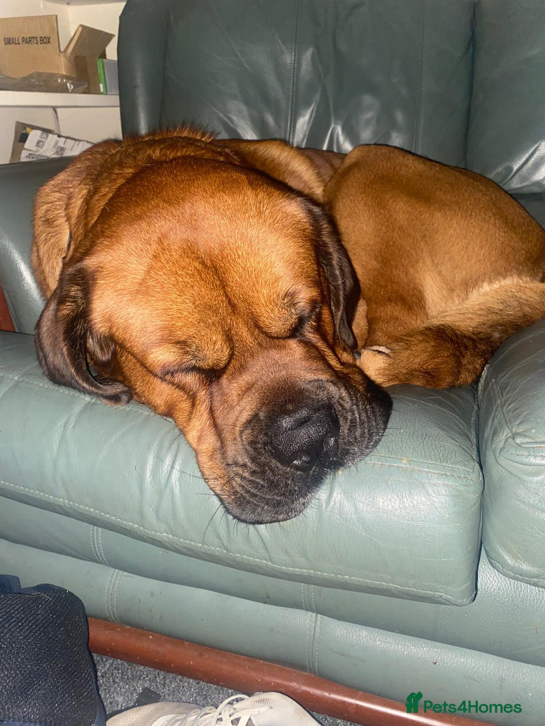 Rottweiler dogs for stud: St Weiler for stud - Advert 2