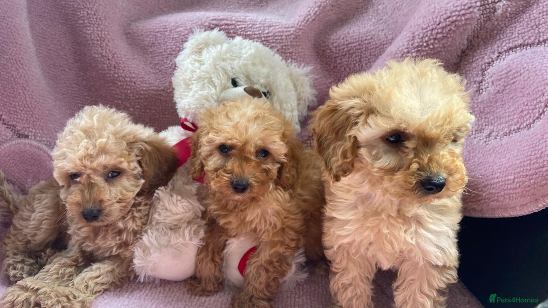 Cockapoo dogs for sale: Cockapoo puppies - Image 10