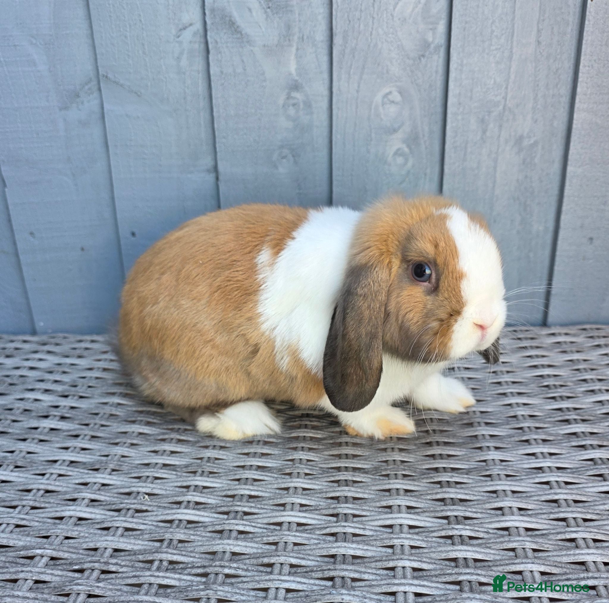 Mini Lop rabbits 2 Baby boy mini lops for sale - Advert 1