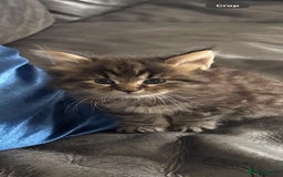 Maine Coon cats for sale: White and Tabby full breed Maine coons for sale  - Image 3