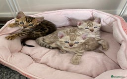 Bengal cats for sale: Beautiful Bengal Kittens Brown & Snows - Image 1