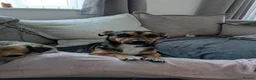 Patterjack dogs for sale: Pippa and Poppy  - Advert 9