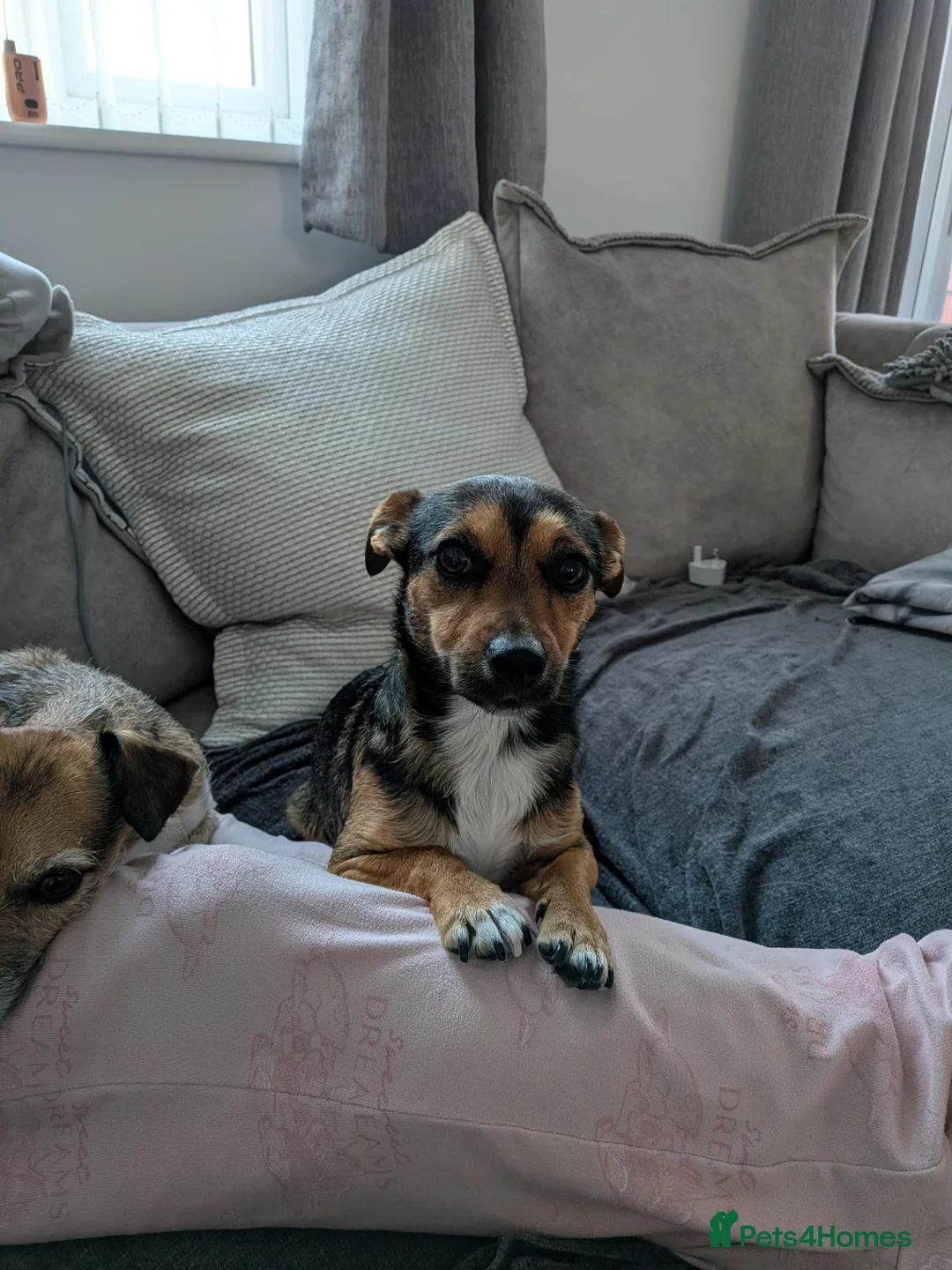 Patterjack dogs for sale: Pippa and Poppy  - Advert 9