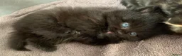 Turkish Angora cats for sale: Dark chocolate Female Long haired Turkish Angora - Advert 12