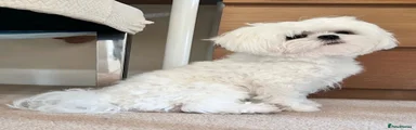Maltese 1
