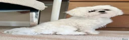 Maltese dogs for sale: Adorable Miniature Maltese Boy - Advert 6