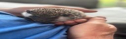 Pygmy Hedgehog rodents for sale: 3 Pygmy hedgehogs  - Advert 6