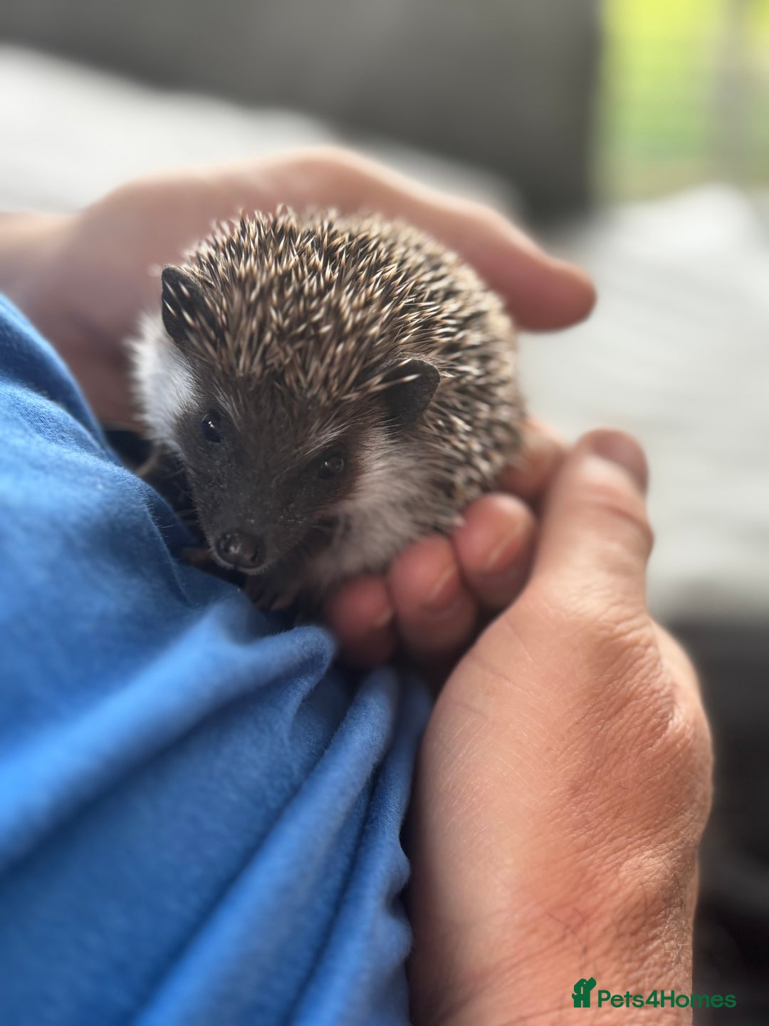 Pygmy Hedgehog rodents for sale: Pygmy hedgehog potential breeding trio  - Image 6