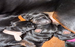 Dobermann dogs for sale: Stunning Top/Best Bloodline Dobermanns For Sale* - Advert 28