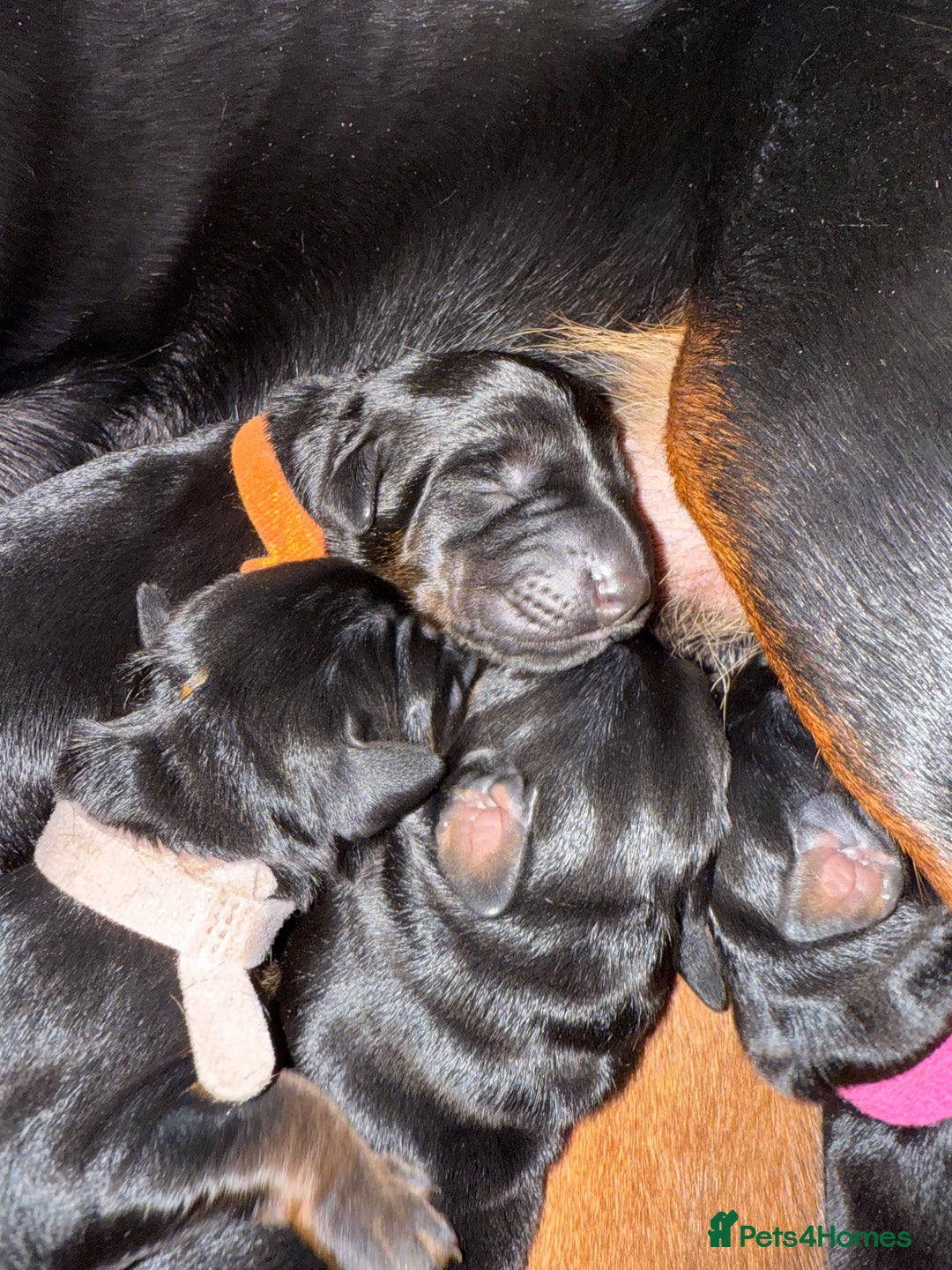 Dobermann dogs for sale: Stunning Top/Best Bloodline Dobermanns For Sale* - Advert 28