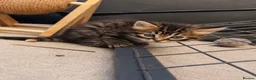 Ragcoon cats for sale: Beautiful Ragcoon kittens 🐾  - Advert 17