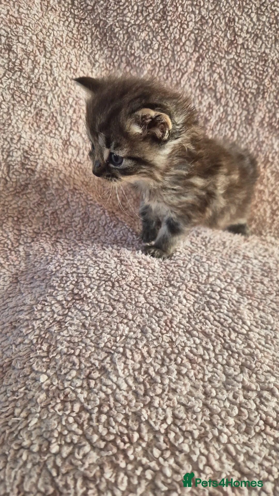 Mixed Breed cats for sale: 6 kittens for sale  in Bridgwater - Advert 8