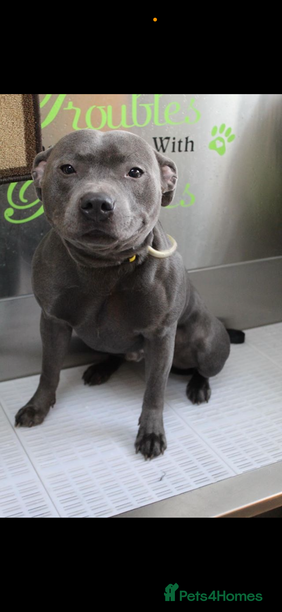 Staffordshire Bull Terrier dogs for sale: Blue Staffordshire bull terrier puppies  - Image 10